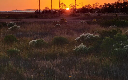 Beechland-Robert-Photo-Marsh